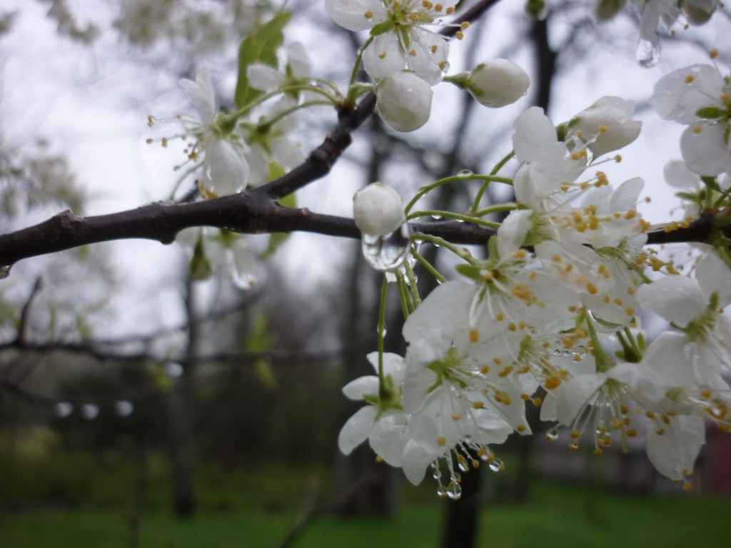 Rain, spoiling my plans