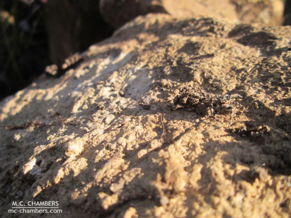 a momentary respite…